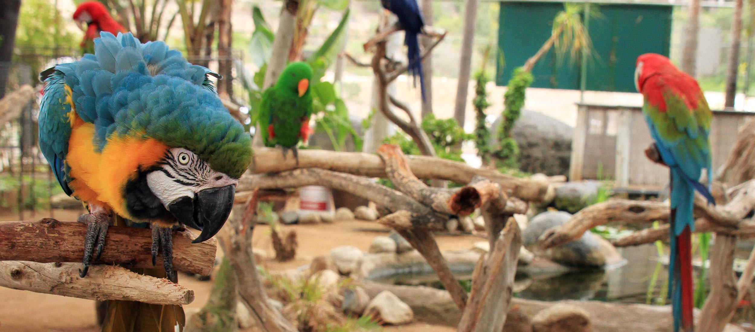 Parrots at the Free Flight Exotic Bird Sanctuary