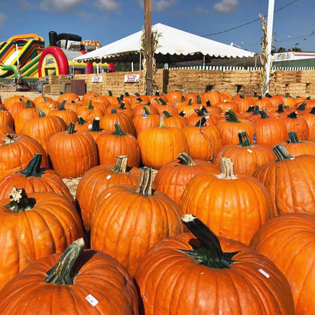 The vast pumpkin fields at Del Mar promise a bountiful harvest for visitors to explore.