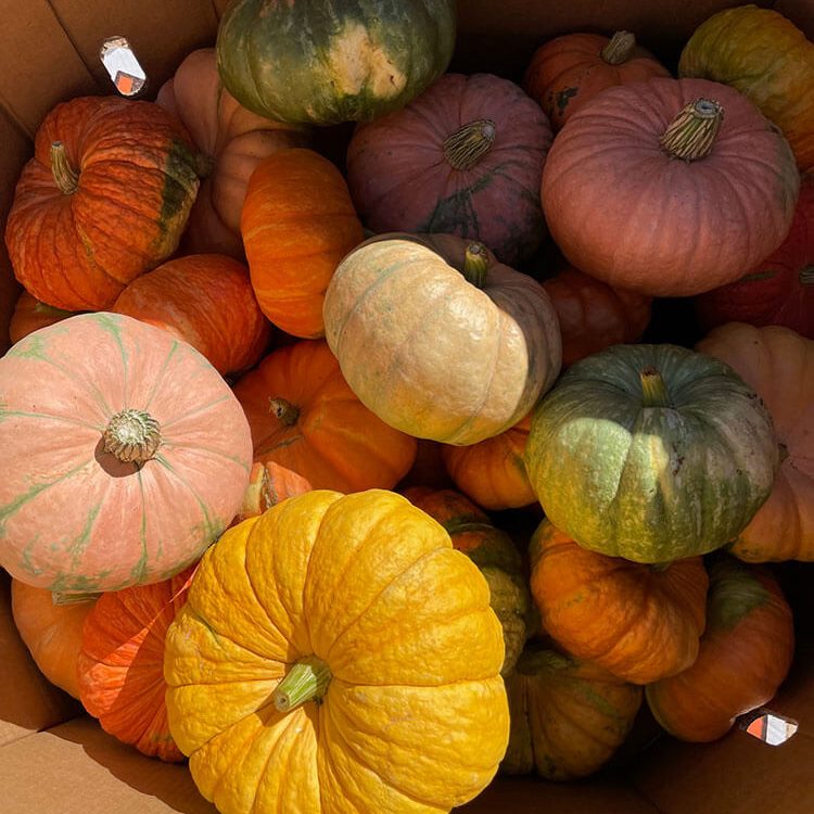 Exciting rides and attractions for all ages at the Pumpkin Station.