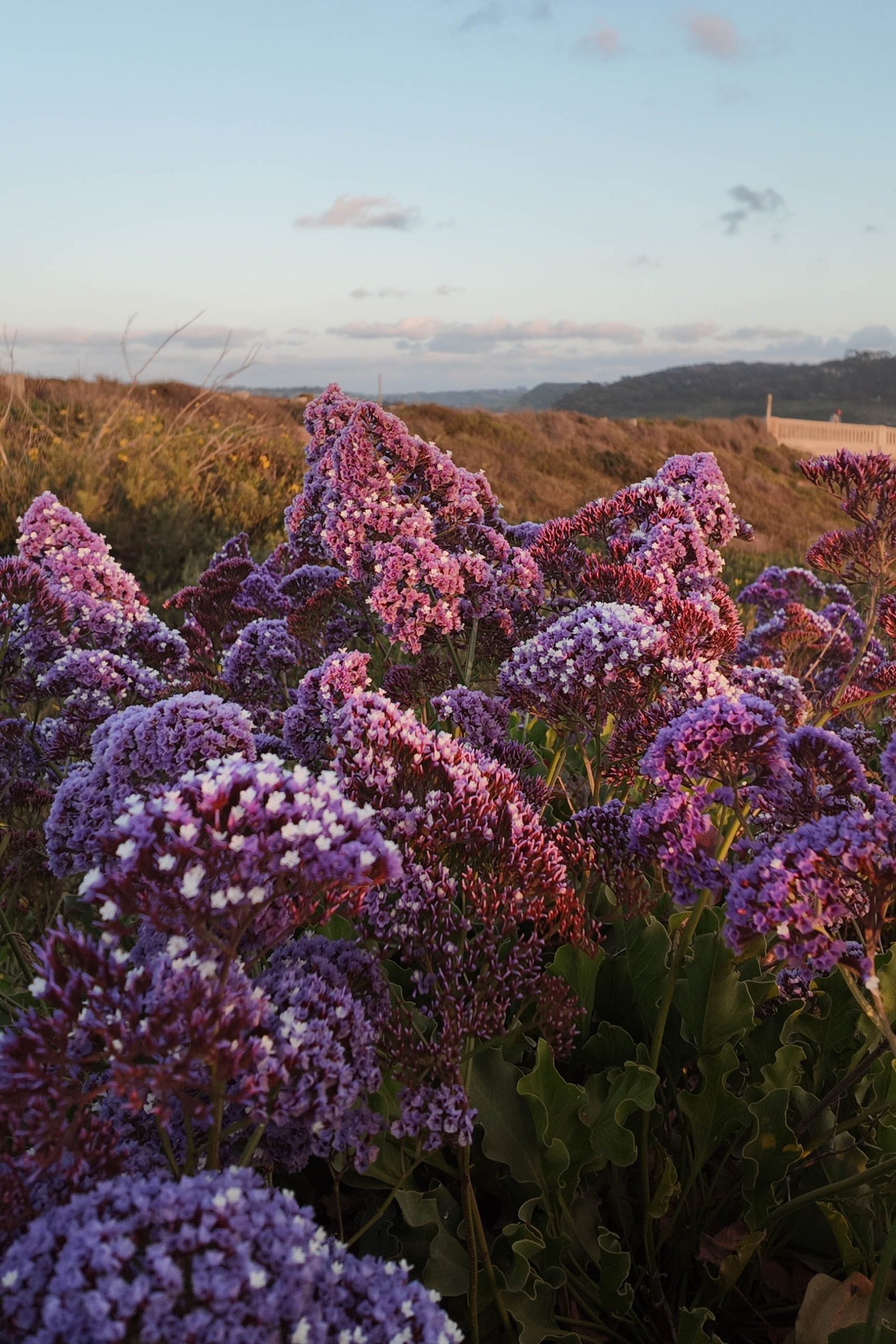 Experience the vibrant Sea Lavender blooms along the Sea Cliff Coastal Trail.
