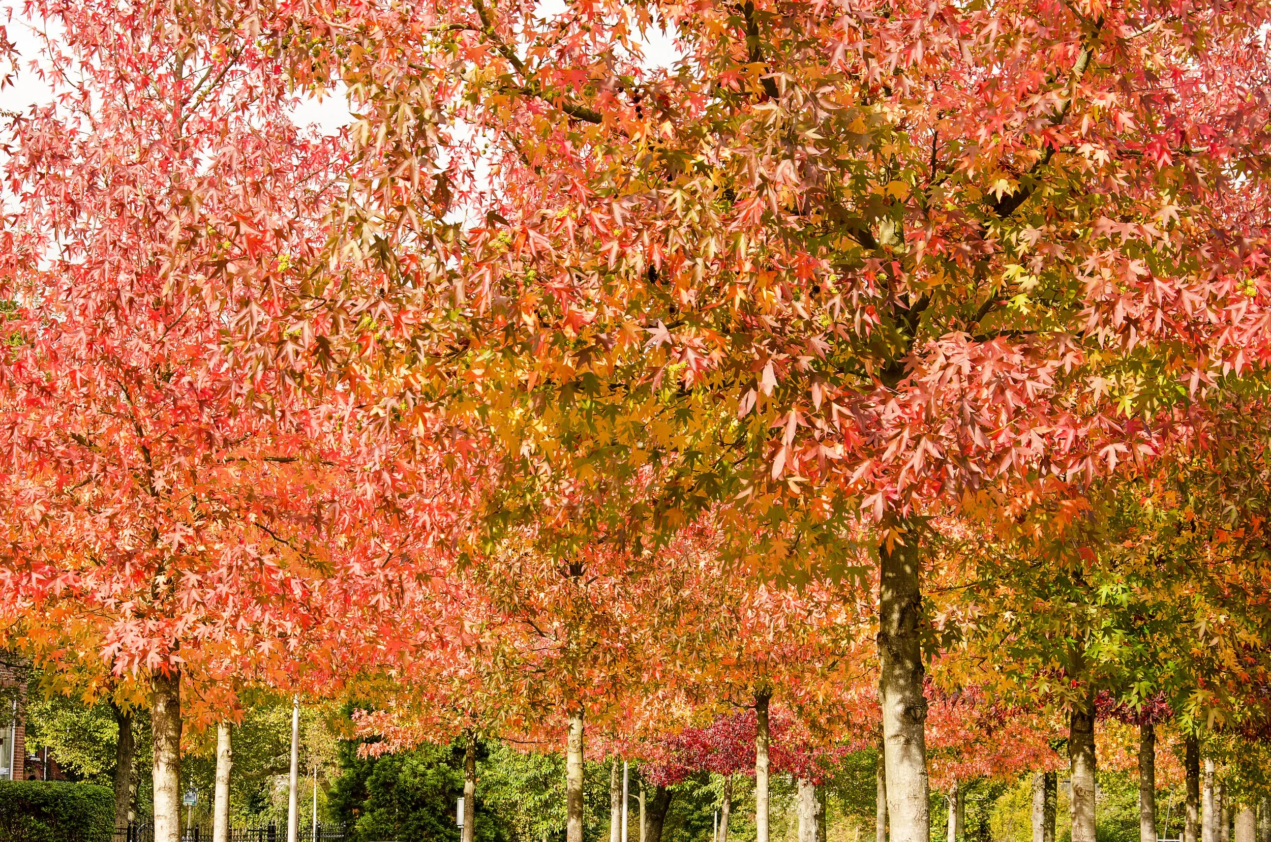 Admire the vivid red and purple hues of Sweet Gum Trees in San Dieguito Park.