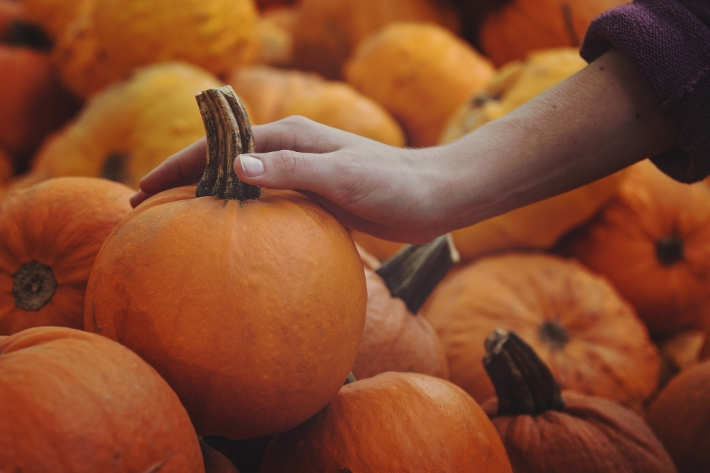 Pumpkin patch displays across Southern California — perfect fall vibes for Del Mar visitors.