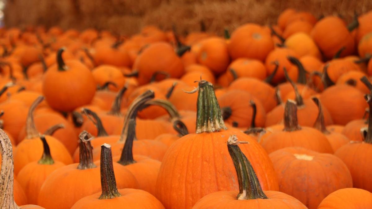 Local pumpkin patch scene showcasing pumpkins and family activities at Del Mar Pumpkin Station.