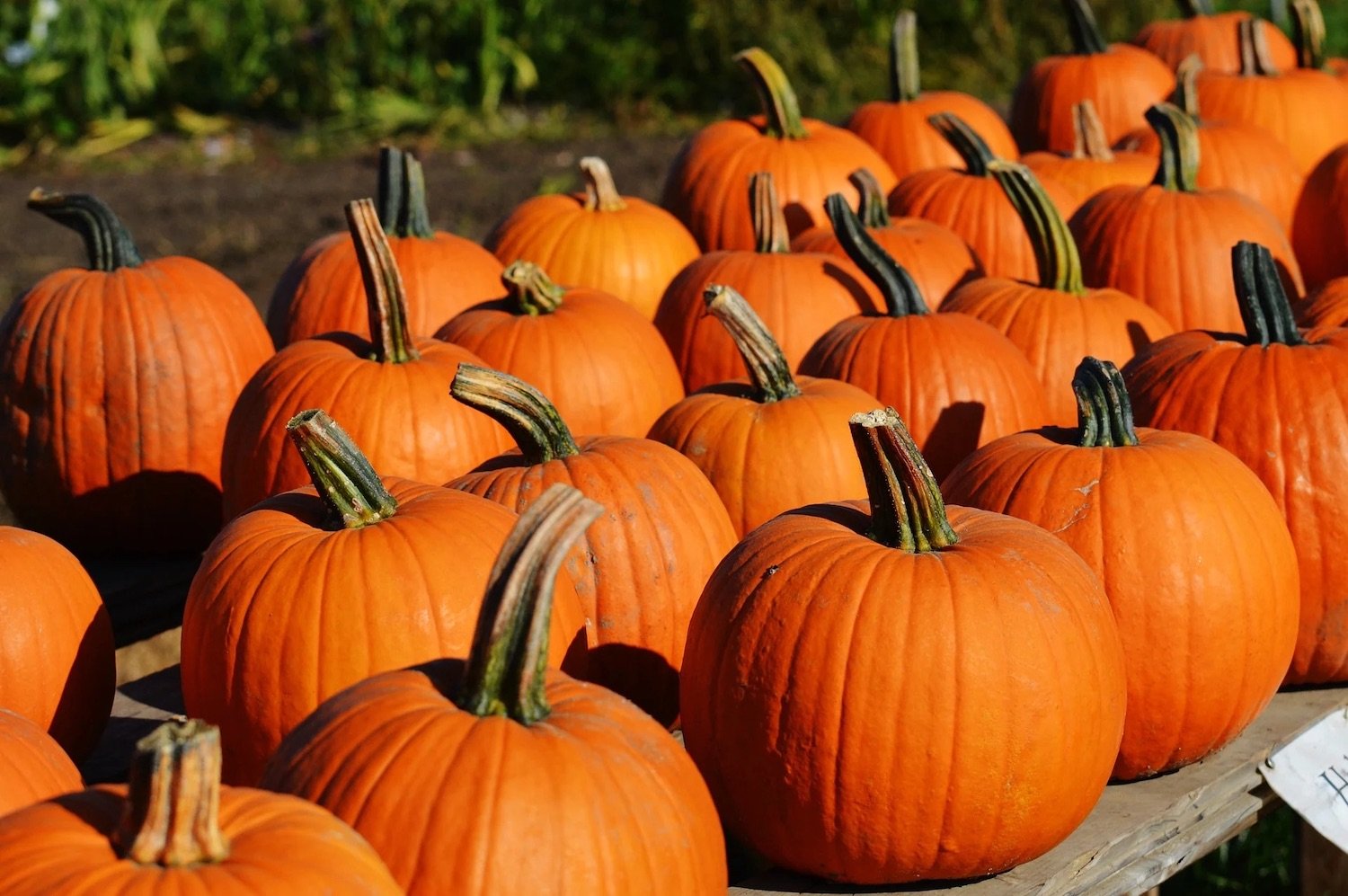 Highlights from San Diego’s top pumpkin patches — great alternatives near Del Mar.